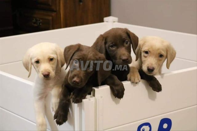 Bébés Labrador chocolat