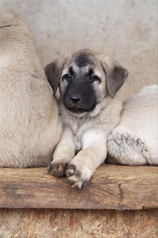 Chien Kangal bébé