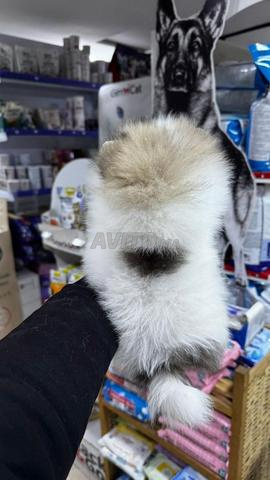 Mâle et femelle Spitz Pomeranian