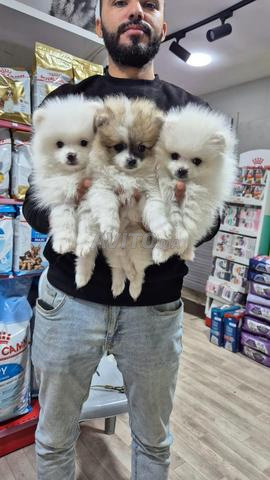 Mâle et femelle Spitz Pomeranian