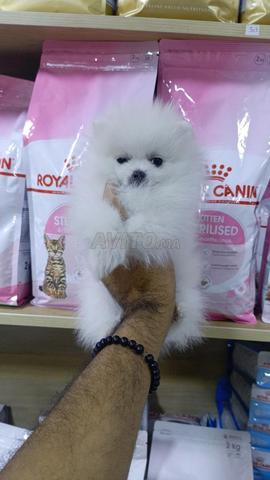 Mâle et femelle Spitz Pomeranian