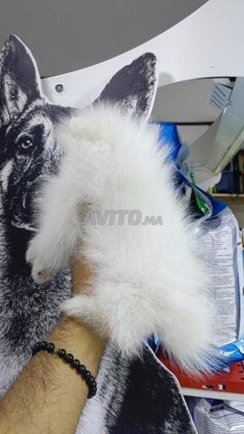 Mâle et femelle Spitz Pomeranian - 2