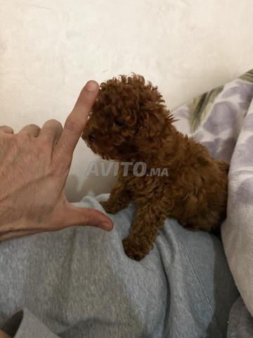 Poodle micro toy importé (850g)