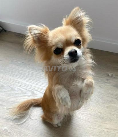 Chihuahua poil long