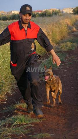 Dressage de chiens à domicile