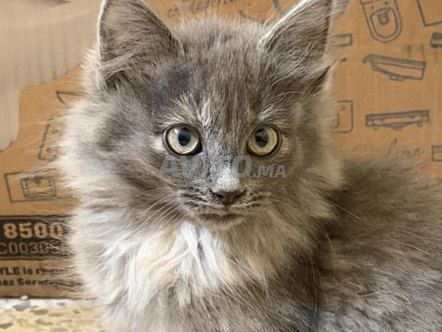 Chaton à adopter - 2