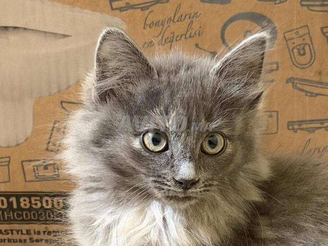 Chaton à adopter
