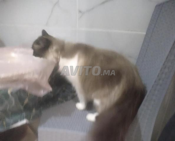Chatte magnifique à vendre, contactez-moi si vous êtes intéressé. - 2