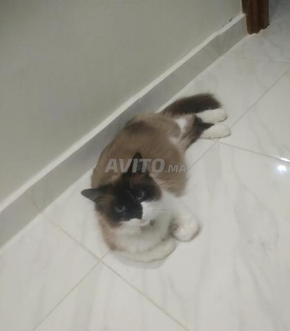 Chatte magnifique à vendre, contactez-moi si vous êtes intéressé.