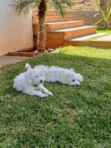للبيع – جروان رائعتان بعمر 3 أشهر 🐶 - 2