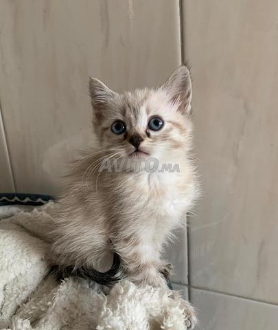 Chat ragdoll tiger - 2