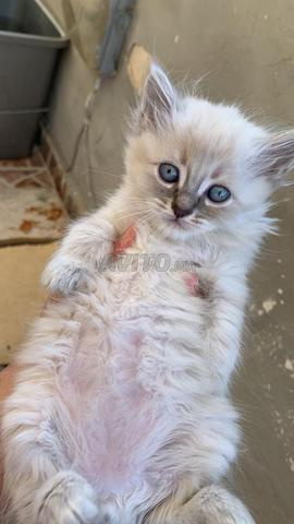 Chatte Ragdoll femelle