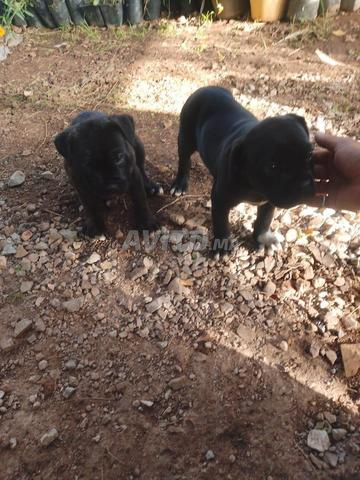 Cane corso - 2