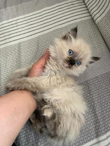 Chatte siamoise himalayenne femelle