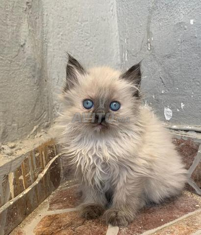 Chatte siamoise himalayenne femelle - 2