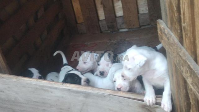 Chien Dogo Argentino - 2