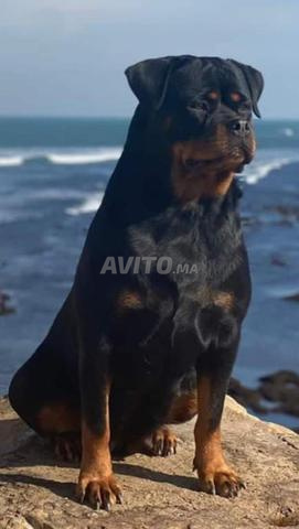 Magnifique femelle adulte Rottweiler avec pedigree - 2
