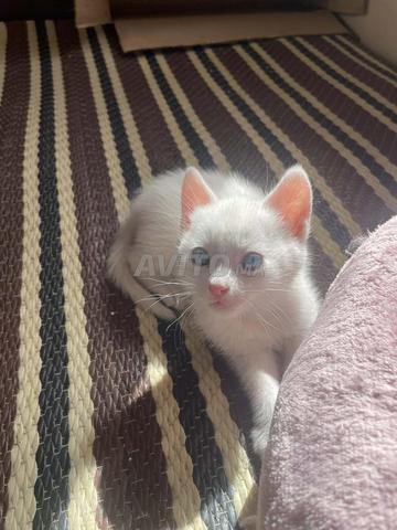 Chat Angora Turc à vendre - 2