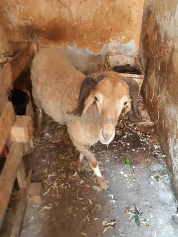 Mouton pour l'Aïd - 2