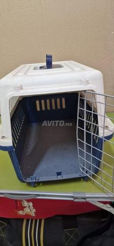 Cage animal - 2