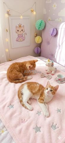🐱 Adoption de chatons adorables 🐱 - 2