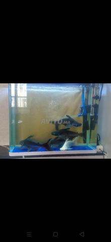 Aquarium avec 5 poissons. - 2