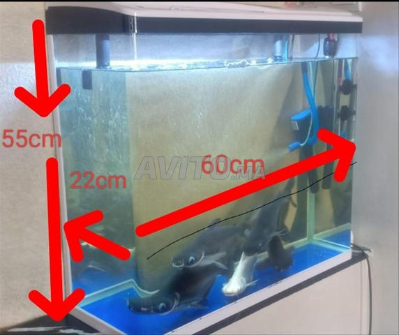 Aquarium avec 5 poissons.