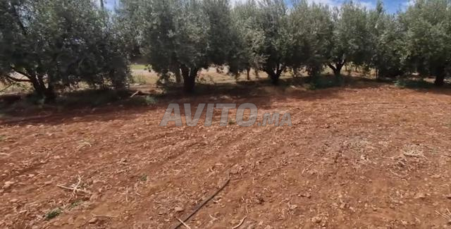 مزرعة مجهزة بكروم بمنطقة مكناس
