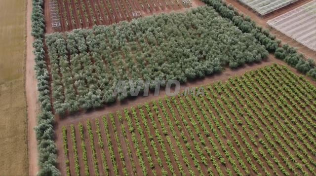 Ferme équipée Vignes avec maison région Meknes - 2