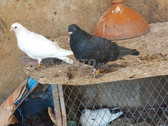 Poulets Sivanos - 2