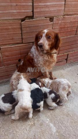 Bons chiens de chasse