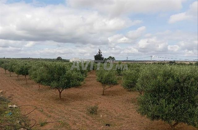 Ferme à vendre 4 hectares Sla Es-Sahli - 2