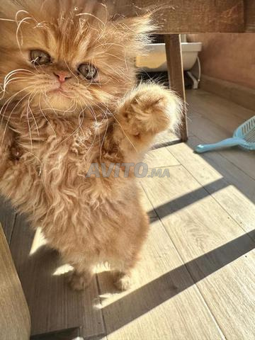 Très beaux chatons Persans – Caractère doux