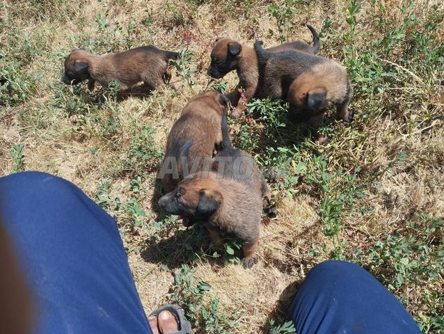 Malinois âgés d'1 mois - 2