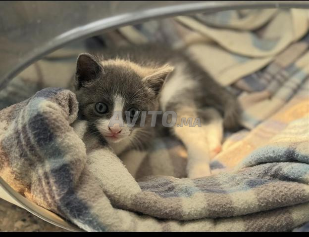 Un chaton mâle à adopter - 2