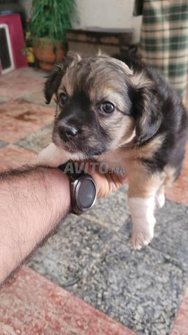 Chiots Pekingese adorables à vendre 🐶 - 2