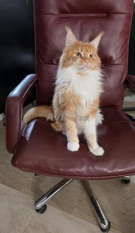Magnifique Femelle Maine Coon Adulte XXL WCF - 2
