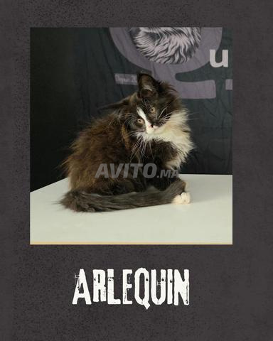 Magnifique Chaton Maine Coon LOOF WCF - 2