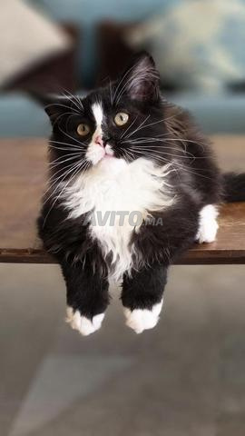 Magnifique Chaton Maine Coon LOOF WCF