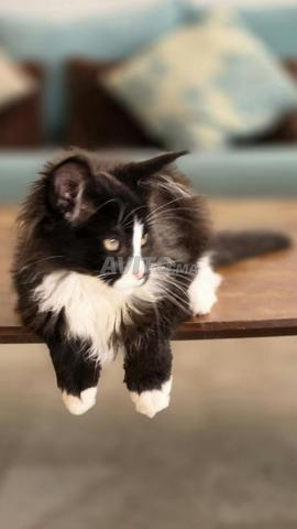 Magnifique Chaton Maine Coon LOOF WCF