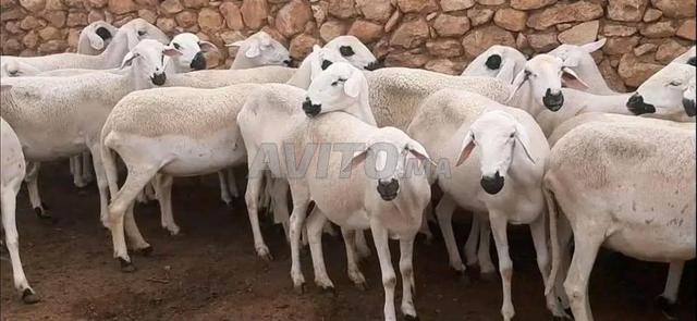 20 نعجة صردية جيدة للبيع... ضارة