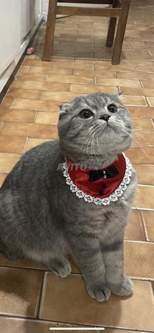 Mâles pour saillie (British & Scottish Fold) - 2