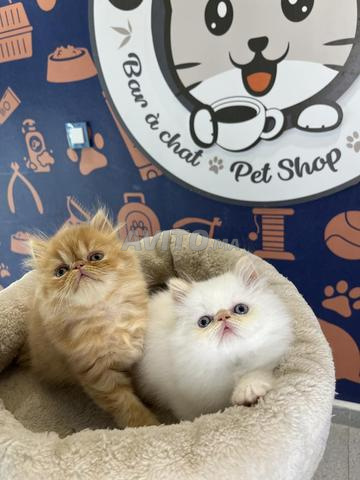 Chatons persans - 2