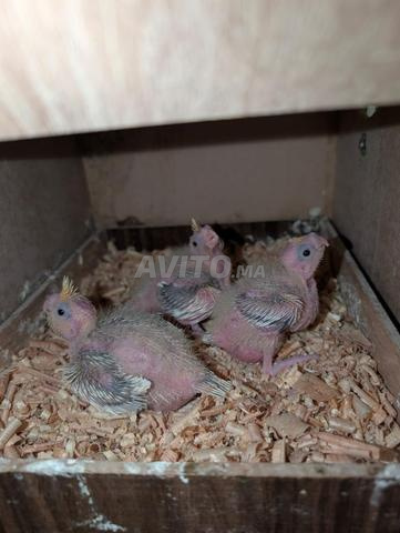 Un oiseau bébé calopsitte - 2