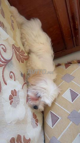 Chiot Bichon Maltais - 2