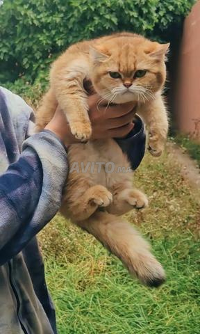 British Golden Male  - 2
