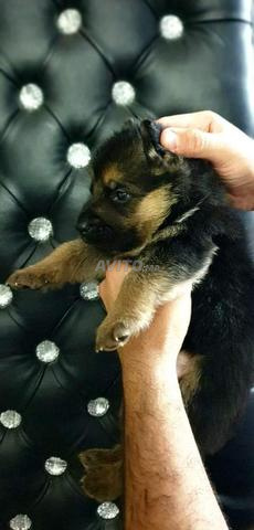 Magnifiques chiots Berger Allemand - 2