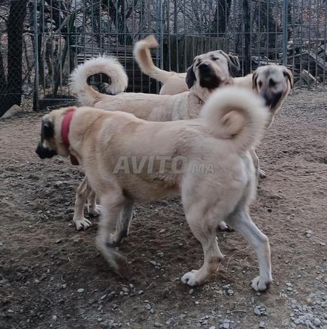 Chiots Kangal Turc - 2
