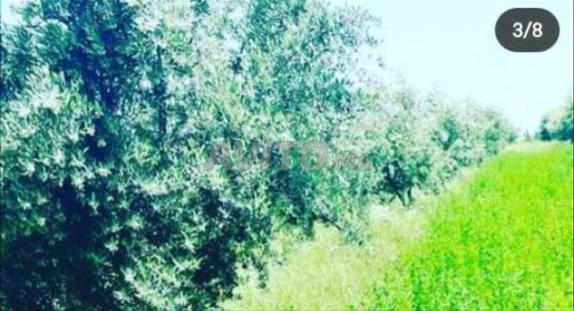 Ferme titre 4,5 hectares à 32km de Marrakech