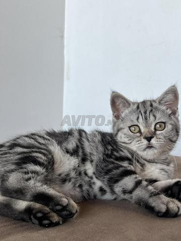 Chat British - 2